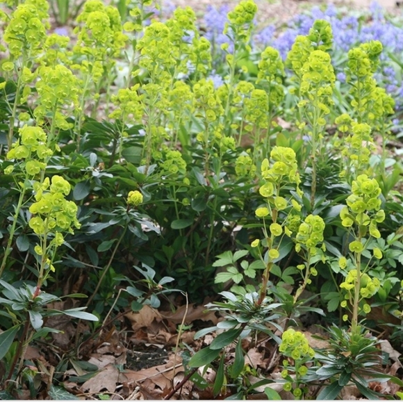 EUPHORBIA  5 plants for $15 - Picture 2 of 5